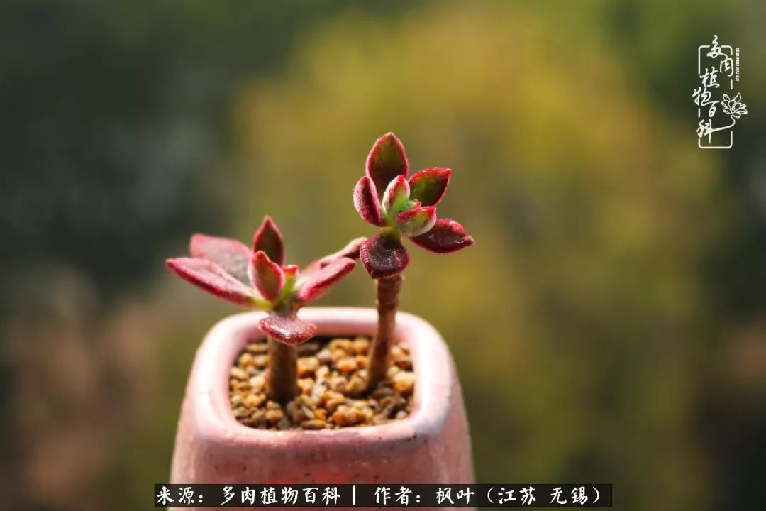 多肉与生命感悟,多肉时光