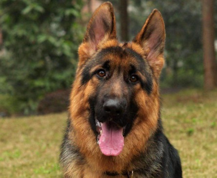 如何辨别一只标准的德国牧羊犬,最好的德国牧羊犬什么特征