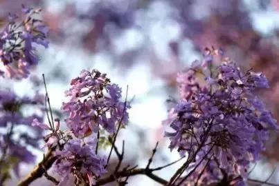 凉山最漂亮的花海,西昌赏花攻略