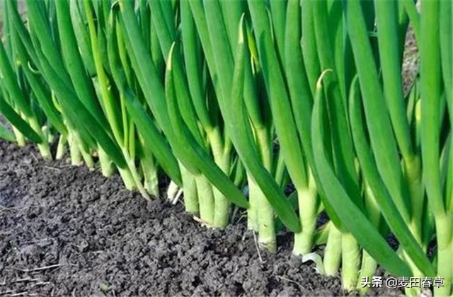 大葱春季地膜育苗方法和技术,春种玉米种植技术