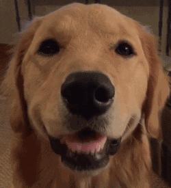 狗吃了巧克力必死么,巧克力有剧毒吗