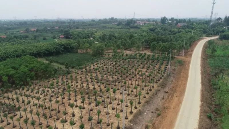 郑显华：显豁知幽抱，华顶望山高