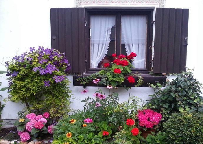 爬墙花什么花最好养,北方哪种攀爬类花最好养