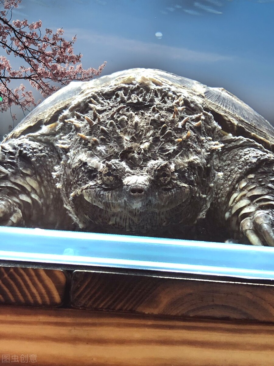 北美鳄龟和杂佛鳄龟分别的优势,北美鳄龟和佛鳄的区别谁更凶