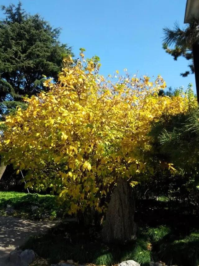 鲁讯公园的湛蓝色天空