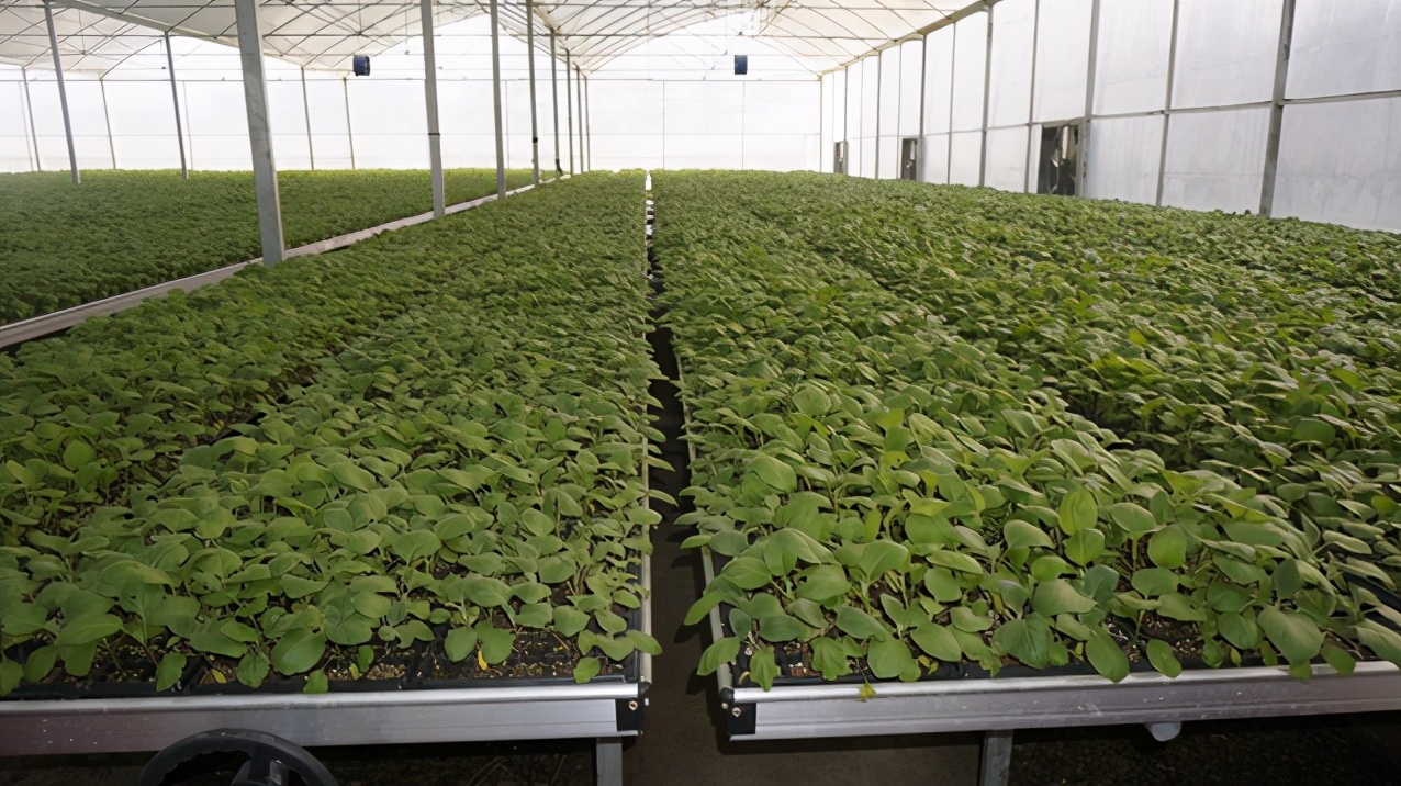 广西禾美农业有限公司,广西禾美生态农业