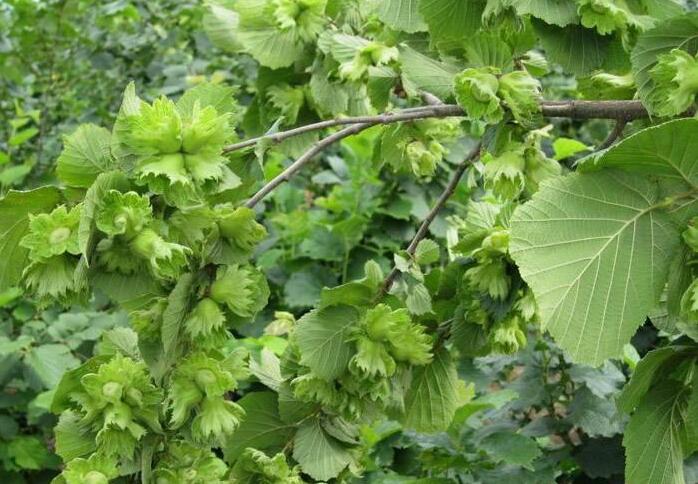 榛子是个什么干果,榛子是优质坚果吗