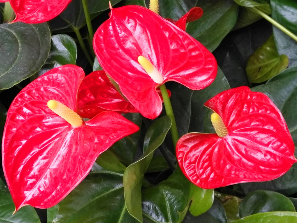 养了好几年的花发现假的,火鹤花好养吗