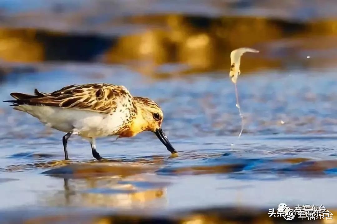 苏州东台,东台姻缘