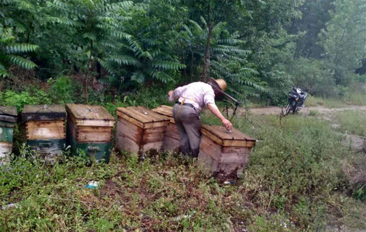 怎样鉴定蜂蜜的真假最简单的方法,如何将蜂蜜放到冰箱鉴别蜂蜜真假