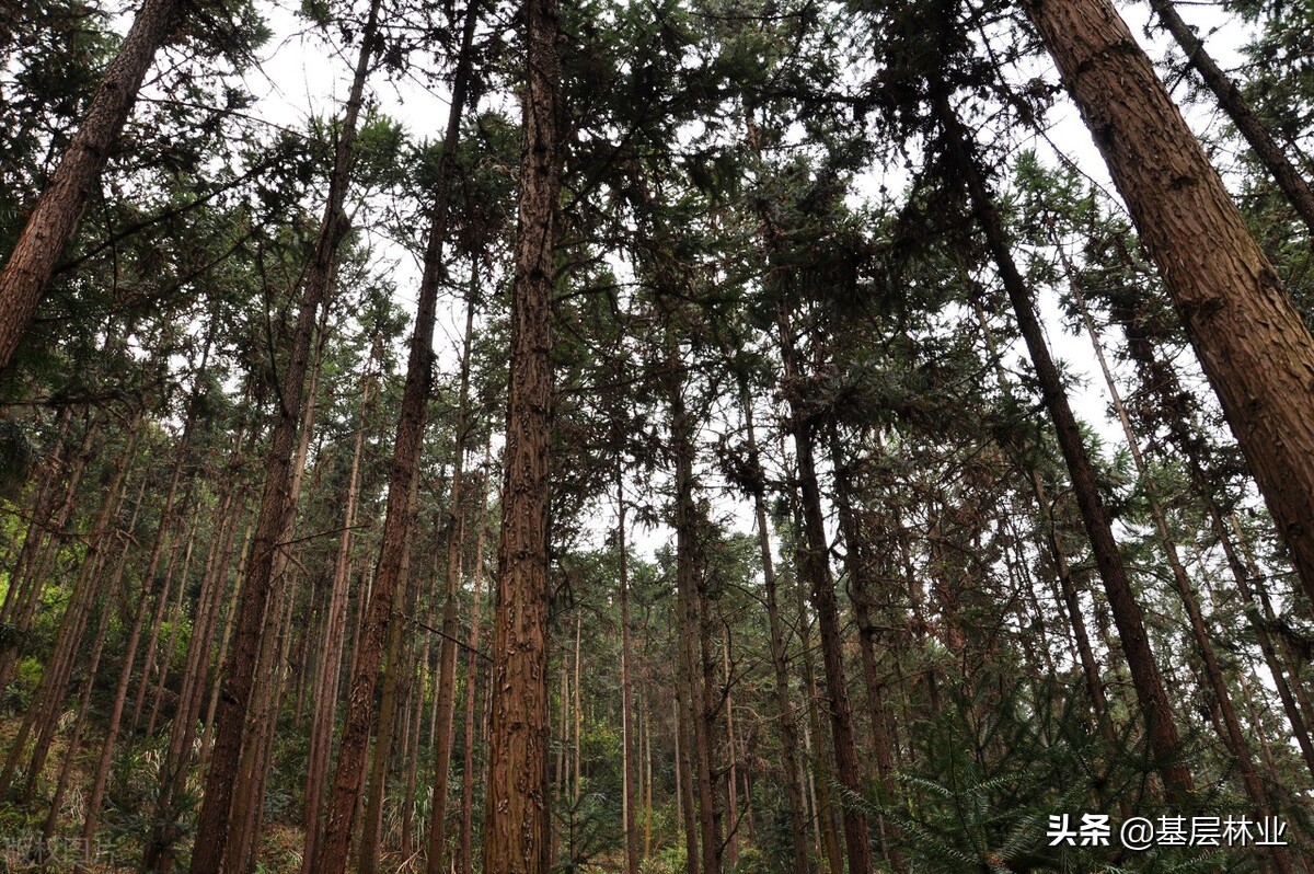 杉木林怎么利用更有价值,10年杉木林价格表