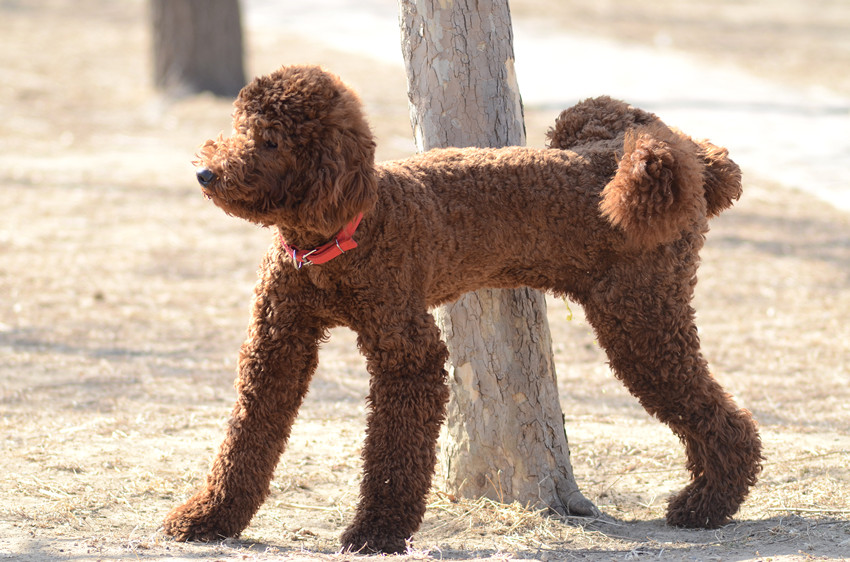 巨型贵宾犬怎么才能养胖,瘦巨型贵宾犬