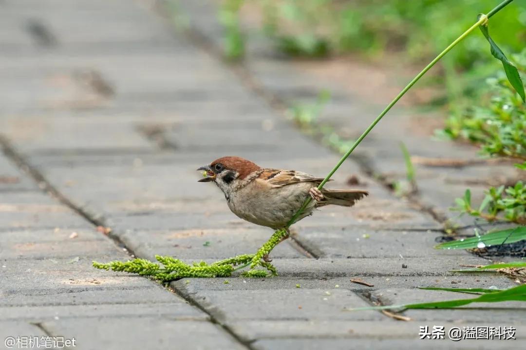 适马150-600s镜头评测,适马新镜头70-200
