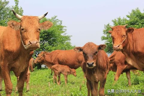 母牛下龙凤胎小母牛能繁育吗,龙凤胎的母牛养了能下崽不