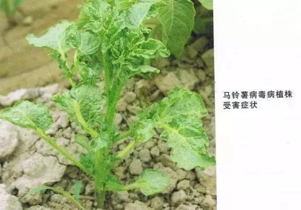 病毒、细菌、真菌性病害傻傻分不清？教你辨别，对症下药