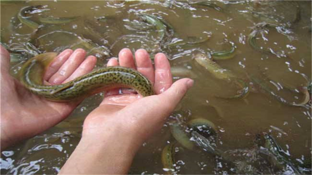 泥鳅养殖技术和饲料配方,致富经中的泥鳅的养殖技术
