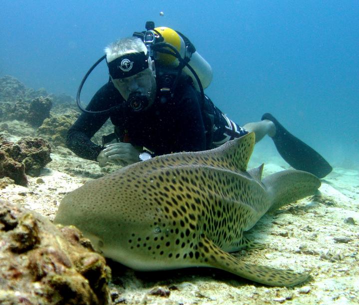 观赏淡水小鲨鱼种类及图片,海洋馆鲨鱼的种类名字