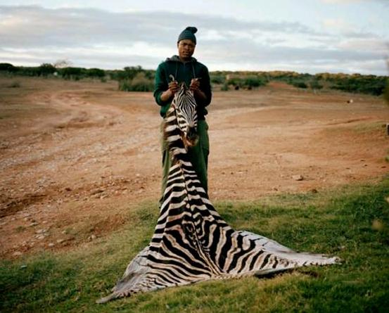 斑马斑马你不要睡着啦是什么意思,斑马斑马你不要睡着了什么意思