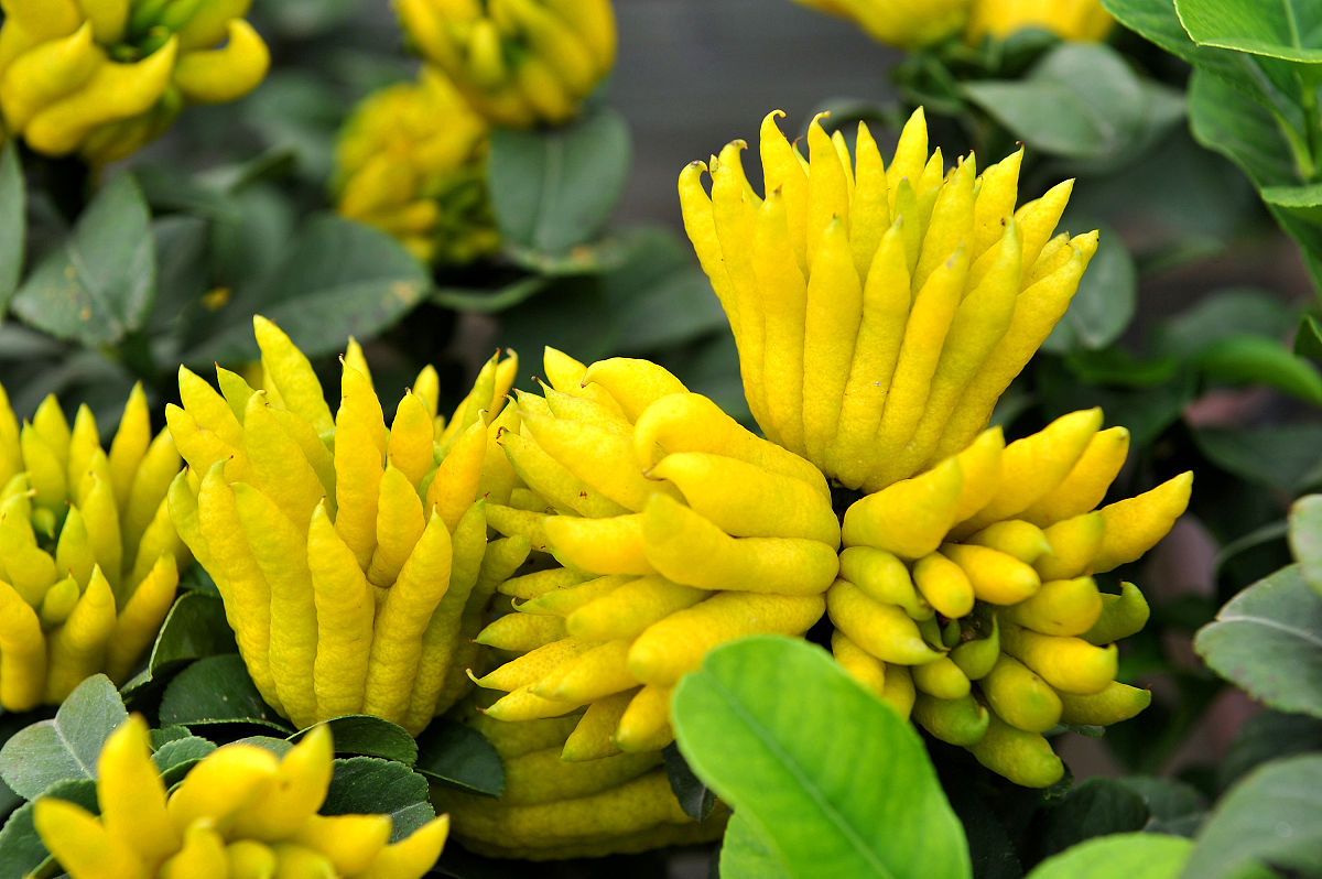 家门口种什么花果树好,家里种的水果树有哪些