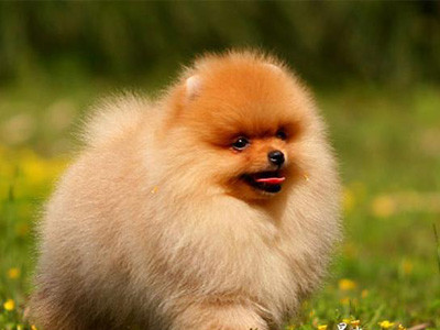 在养宠物之前要做什么,在养狗之前慎重考虑