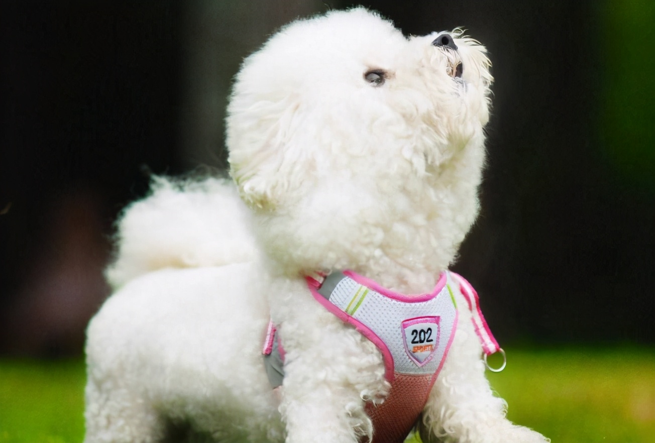 比熊有心脏病怎么护理,比熊五天洗一次可以吗