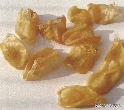 哪种鱼胶最好7种鱼胶的分类,鱼胶知识与食用方法