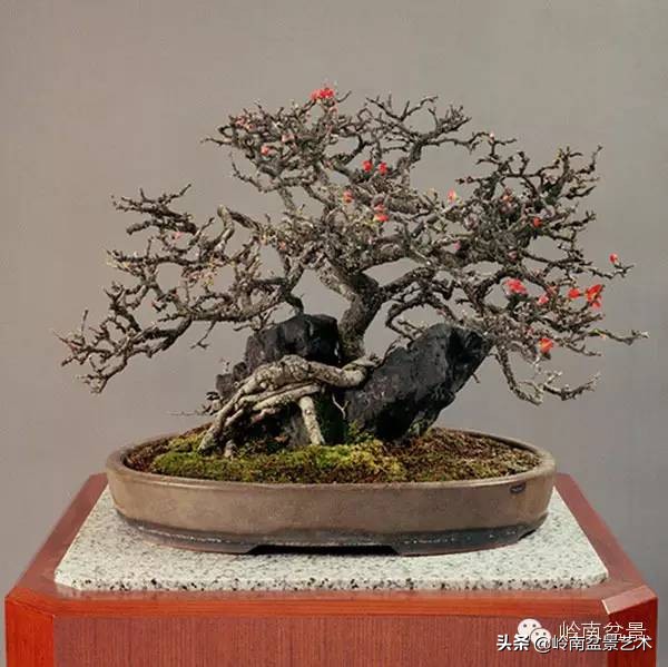 庭院树石盆景 (日式石头盆景布局)