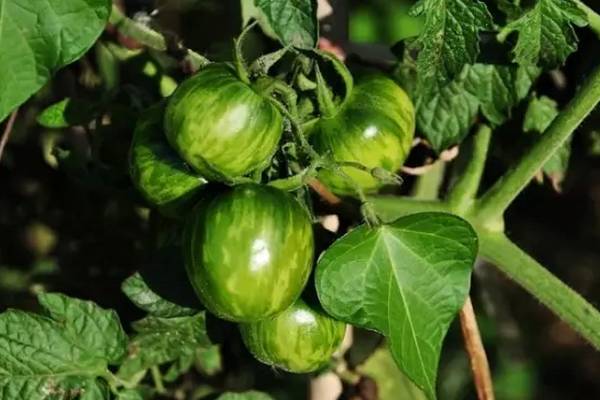 东北独一无二的水果,原生态水果原汁原味的家乡味道