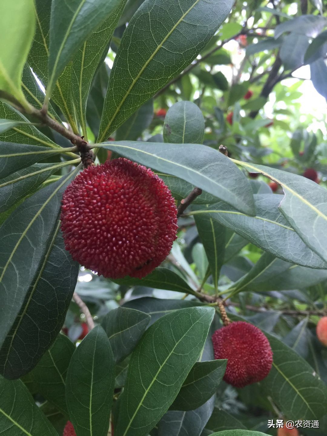 种植杨梅需要打膨大素吗,杨梅增大增甜种植技术手册完全版