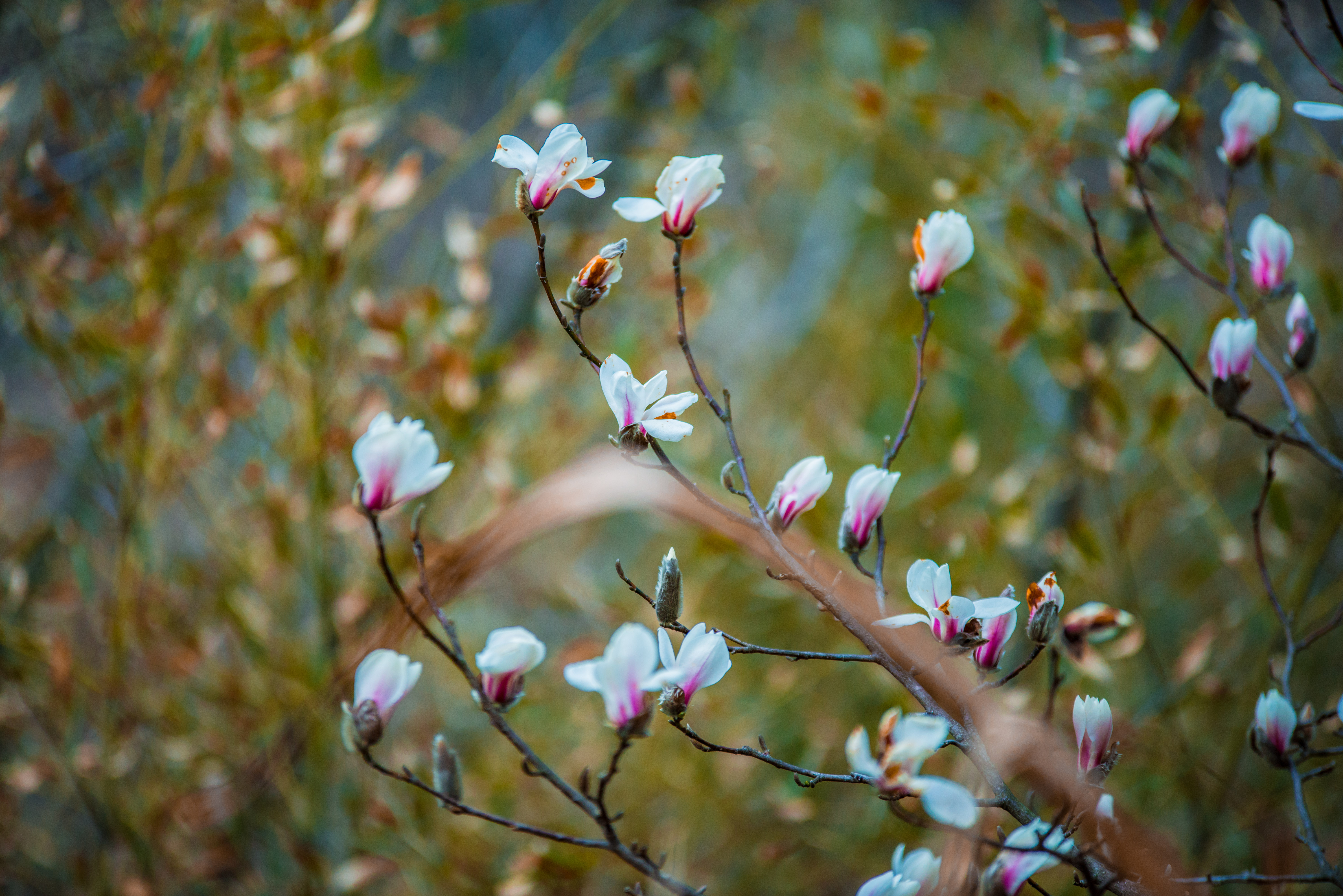 中国最大的野生玉兰,安徽天堂寨玉兰谷