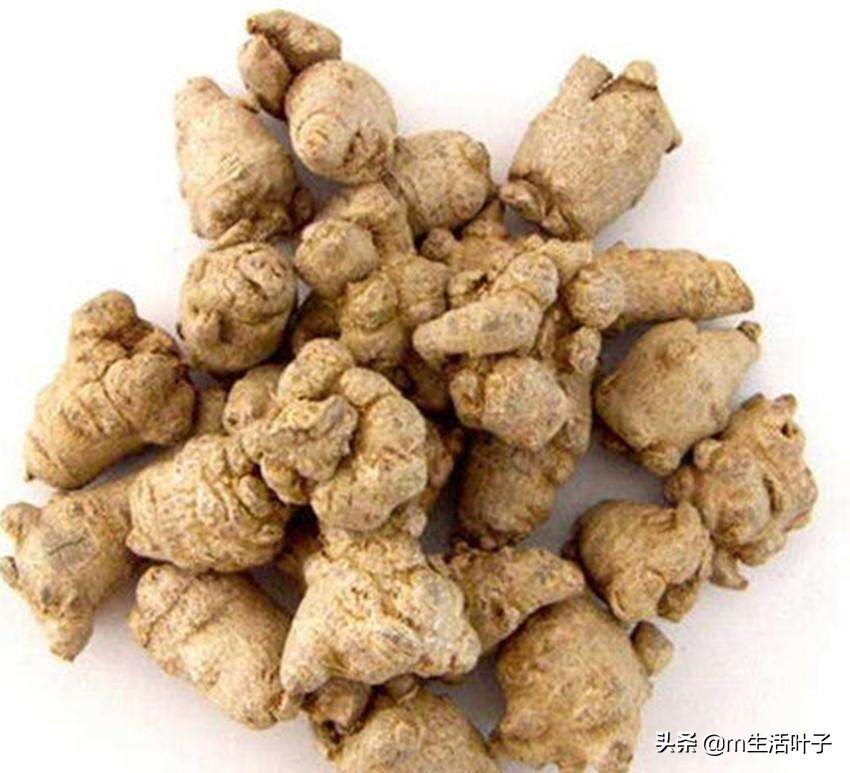 广西野生松树灵芝图片大全,广西常见的野生灵芝长在哪些树