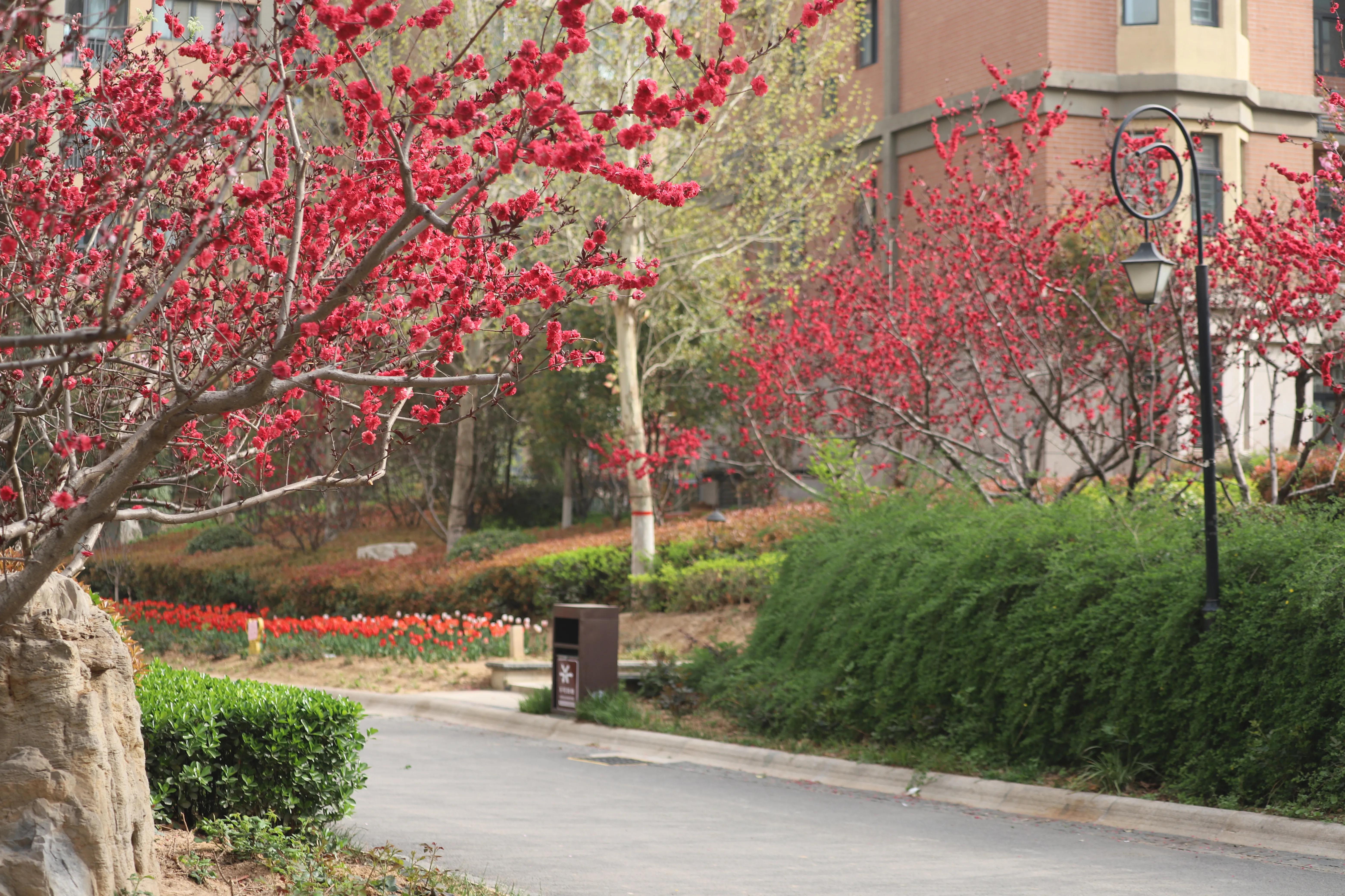 骏景花园116平米,骏景花园小区效果图