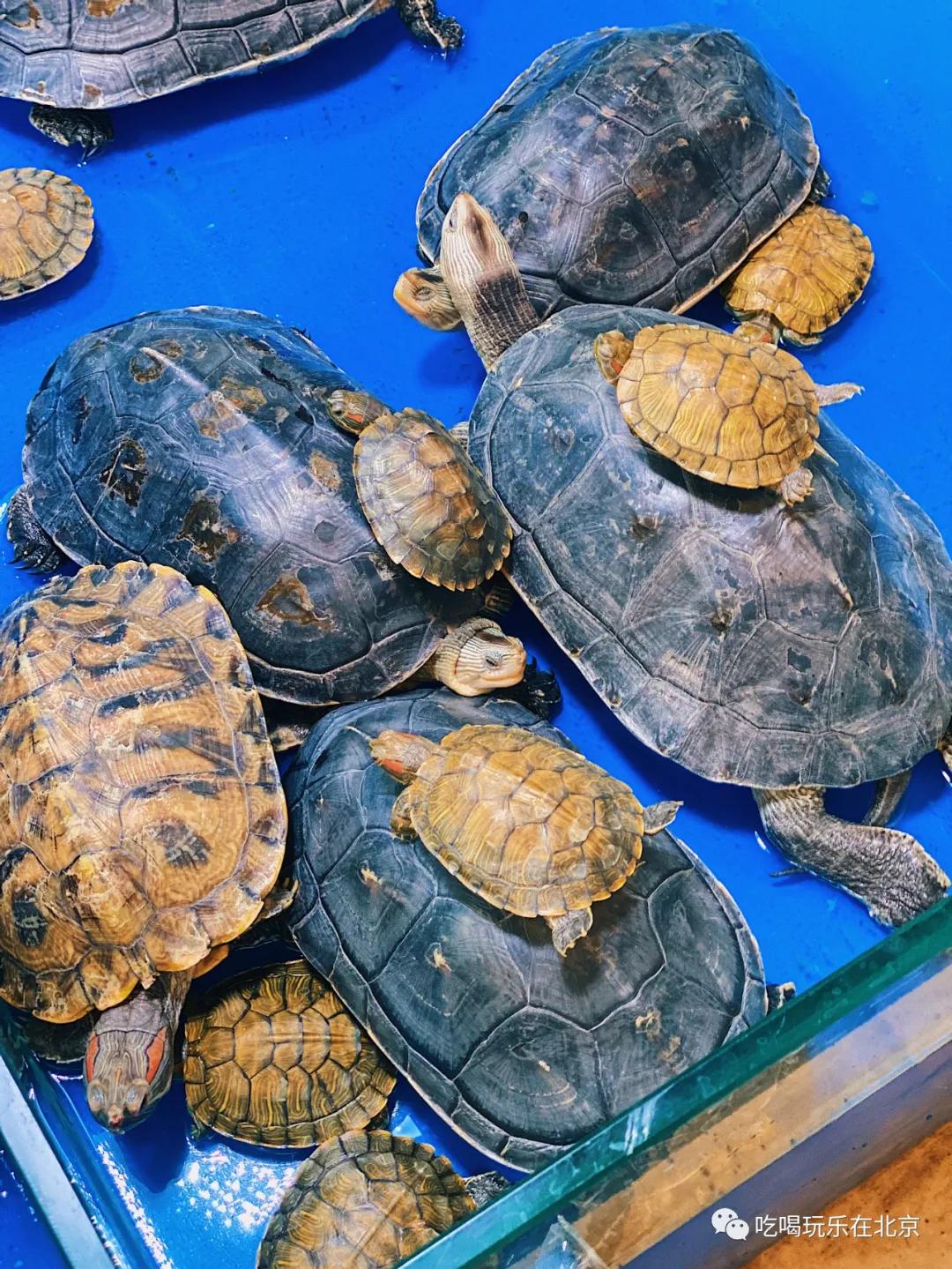 朝阳区海鲜市场,北京朝阳区海鲜市场