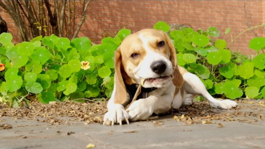 单评｜可以拍摄4K5倍慢动作的电影机ZCAME2