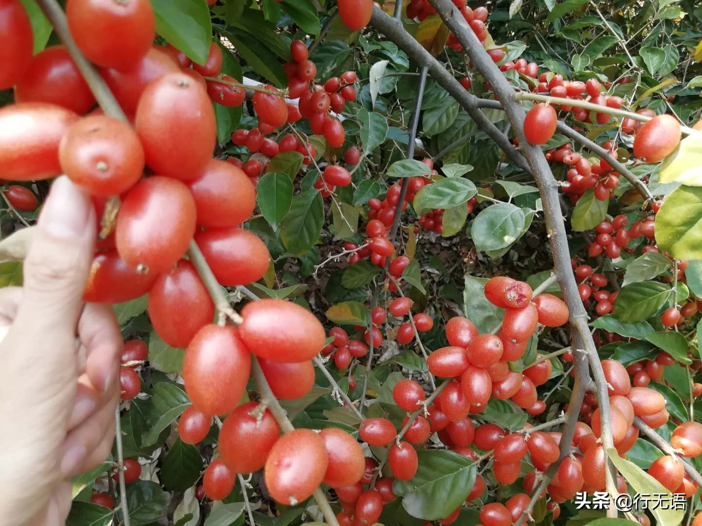 有趣的农村生活食物,农村生活农村娃农村美食