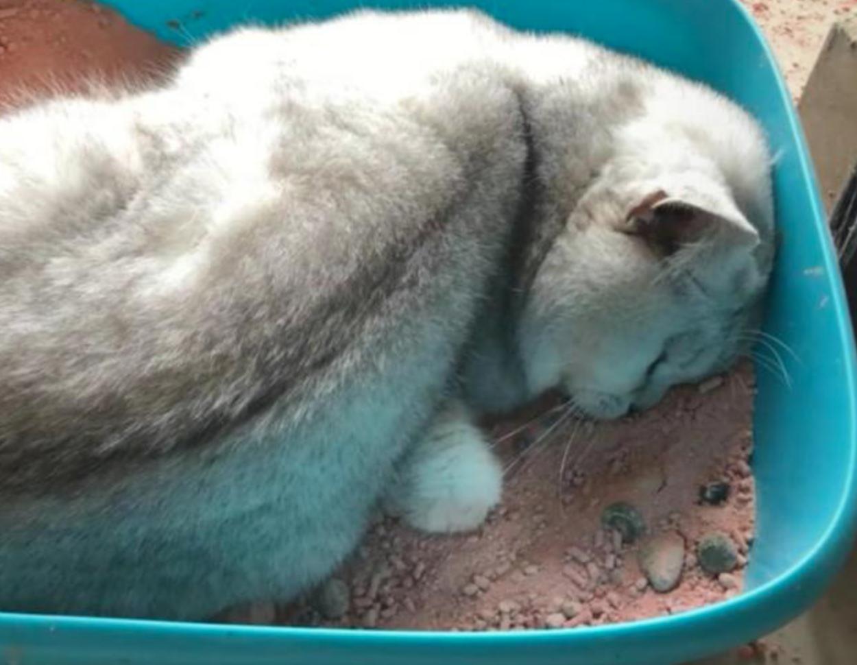 给猫留了几大盆猫粮,给猫咪留了很多猫粮