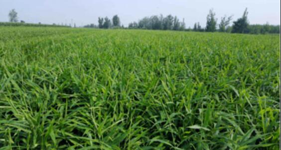 种生姜的最佳时间是什么时候,家庭种植生姜有哪些注意事项