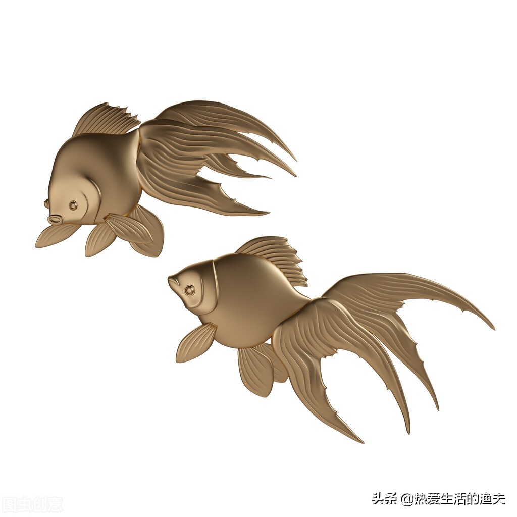 草金鱼长时间不喂食会饿死吗,草金鱼不喂食会不会饿死