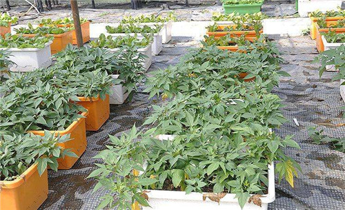 自建房楼顶隔热最好的方法,自建房屋顶隔热最佳方案