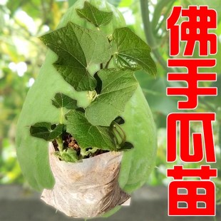 佛手瓜瓜形如两掌合十，有祝福之意，深受人们喜爱