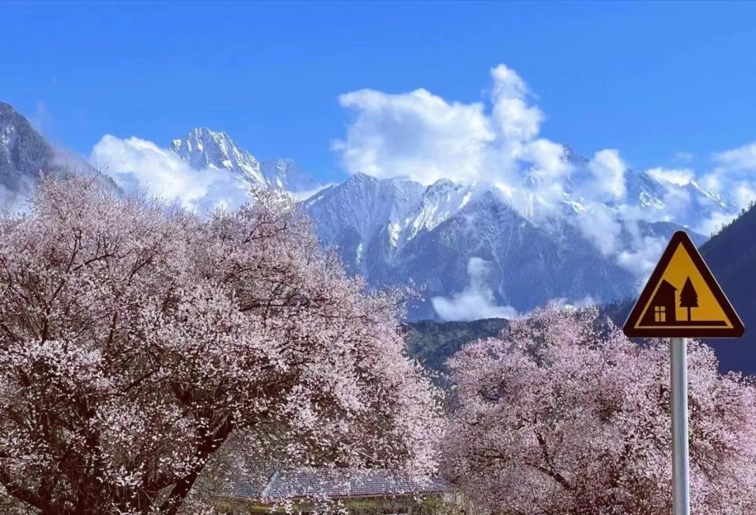 补气四大参,补气四味好药