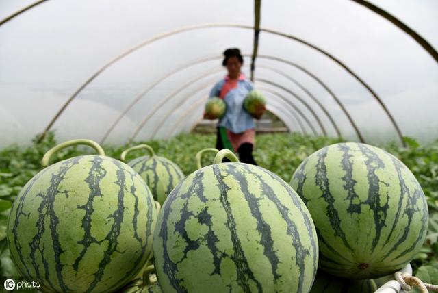 西瓜茎蔓开裂是什么病,西瓜茎蔓枯