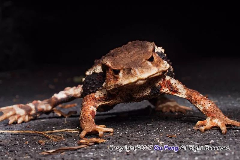 娆ч箯娣卞湷,娆ч箯鍔ㄧ墿涓栫晫