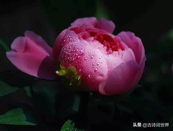 古诗中赞美牡丹的诗句有哪些,我见过雍容华丽的牡丹阅读答案