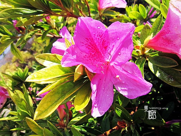 国内旅游:云南双廊寻梦全攻略