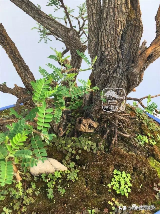 杂木盆景也毫不逊色,杂木盆景值钱吗