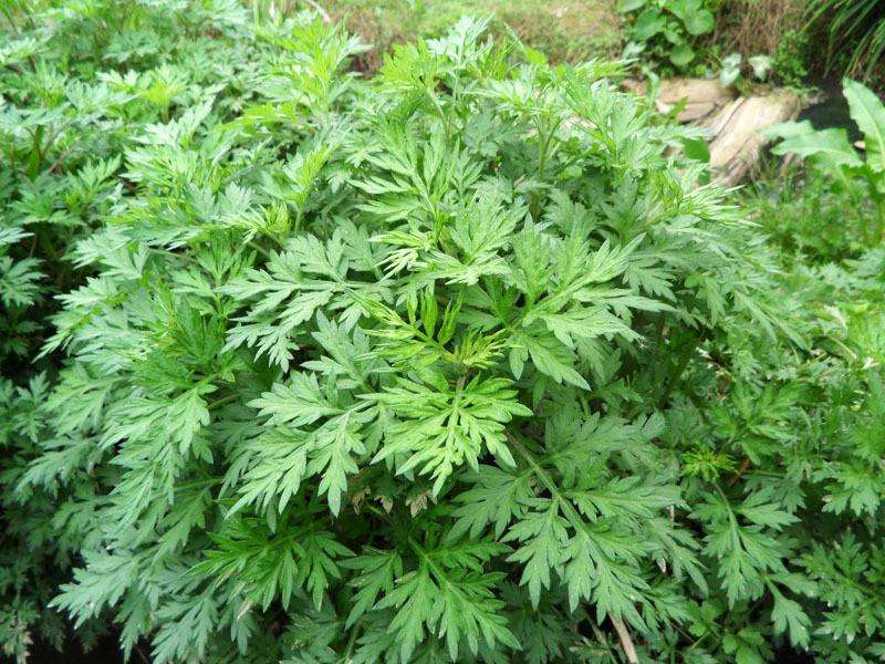 植物有哪些保护自己生存的绝招,植物遇到危险如何防御