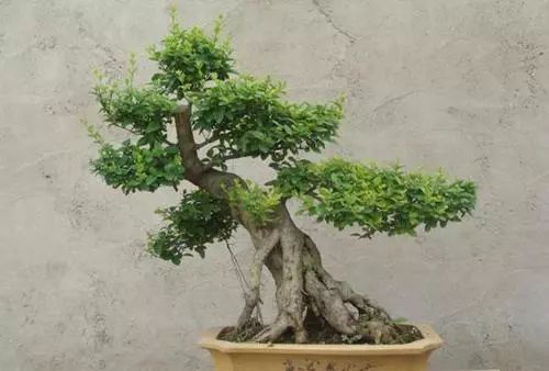 冬青树怎么养才能更茂盛,冬青树的养殖方法和注意事项