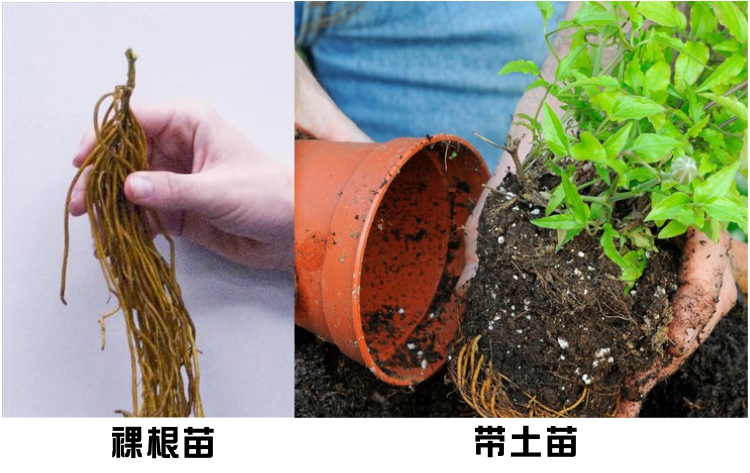 铁线莲小苗怎样种易成活,秋天新买的铁线莲小苗怎样上盆