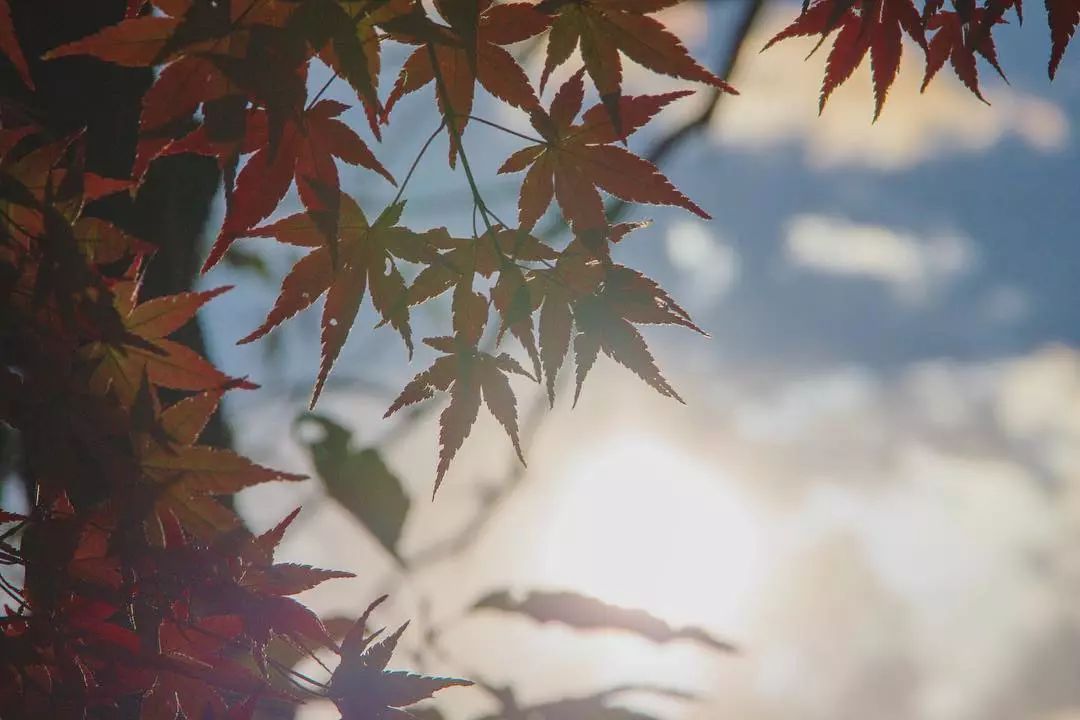 停车坐爱枫林晚风景,停车坐爱枫林晚季节